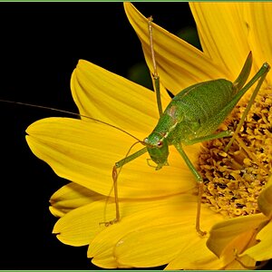 Locust 02 NF