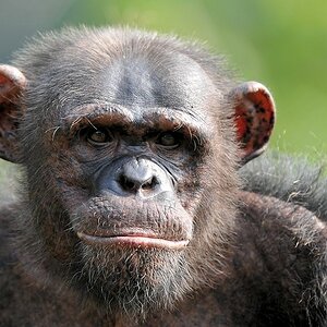 Schimpanse im Lekedi Park
2160