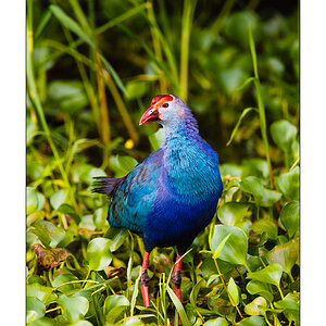 Purpurhuhn (Porphyrio porphyrio)