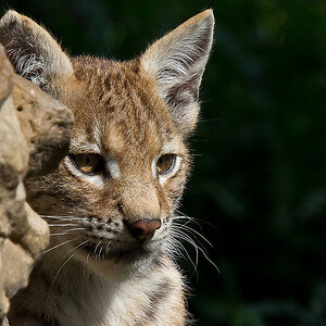 2011 08 20 1116 Uhr Junger Luchs