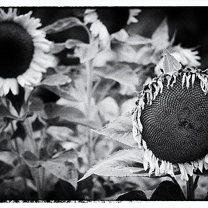 Sonnenblumen