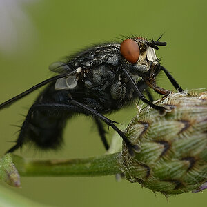 Fliege