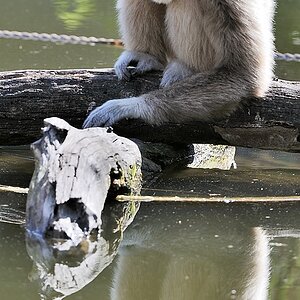 Weißhandgibbon