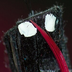 Micro-Nikkor 200mm f/4 AI + TC200 bei f/5,6 (= 400 mm f/11) an der Kodak SLR/n mit dem Kamera-internen Blitz aus der Hand (1/125s) - Maßstab 1:1 - 100