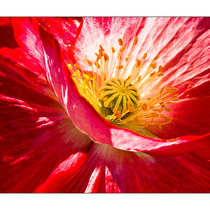 Glühender Mohn #1