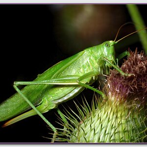 Locust 03 NF