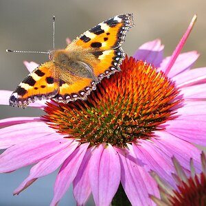 Kleiner Fuchs auf Echinacea