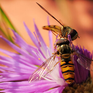 Schwebefliegen meets Kornblume