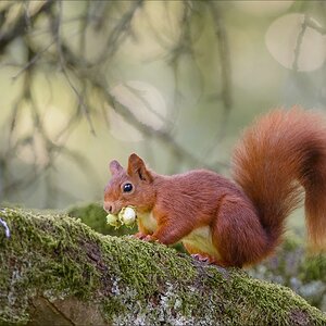 Eichhörnchen