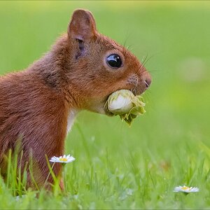 Eichhörnchen