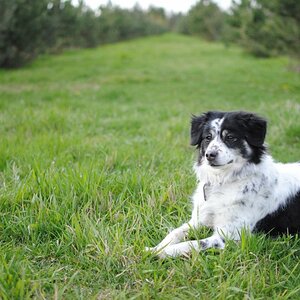 mein Hund