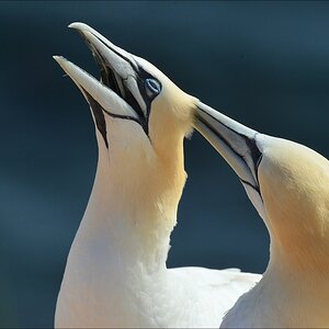 aaacomp Helgoland 20120629 2839