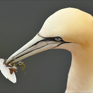 aaacomp Helgoland 20120629 4136
