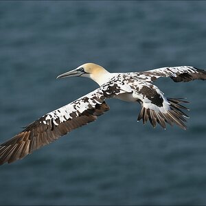 aaacomp Helgoland 20120630 4844