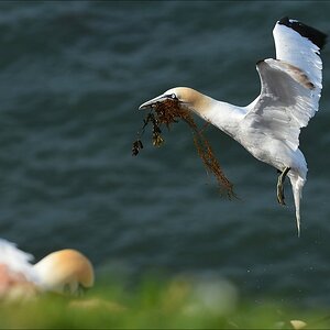 aaacomp Helgoland 20120630 5059