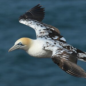aaacomp Helgoland 20120630 5138a