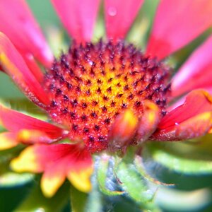 Macro 1