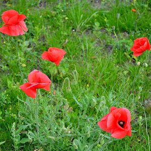 Mohn