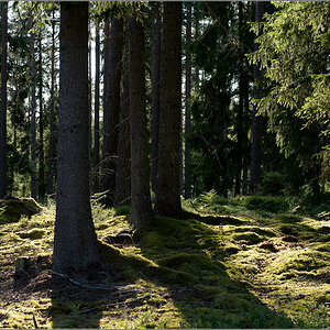 waldlicht