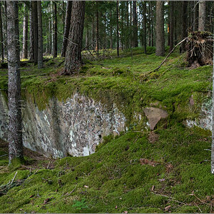 waldlicht2