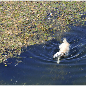 Seehund