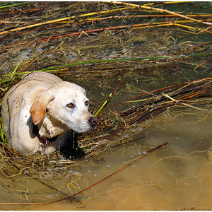 Schwemmhund