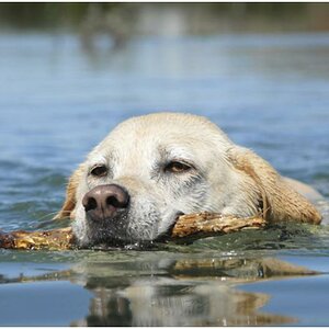 Steckerlhund