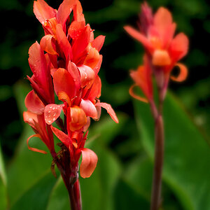 2120721 V1 5002 Canna WDW
