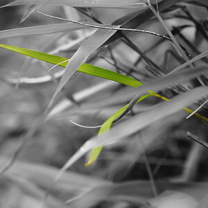 Colorkey Bambus