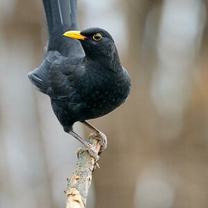Amsel