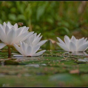 Flying to the Flowers