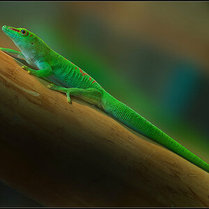 grüner Gecko