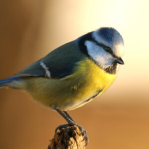 Blaumeise