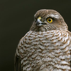 Sperber