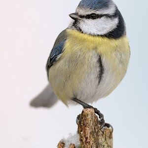 Blaumeise