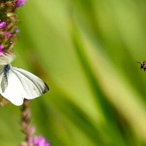 Schmetterling Biene
