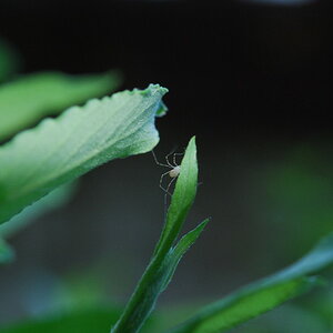 Spinne