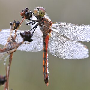 DSC 5542