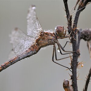 DSC 5546