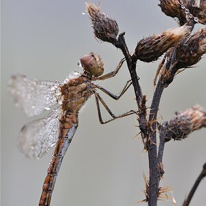 DSC 5551