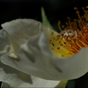 RoseDSC 1863