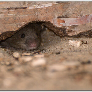 Hausmaus (Mus musculus)