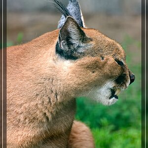 Karakal im Tierpark Berlin-Friedrichsfelde.