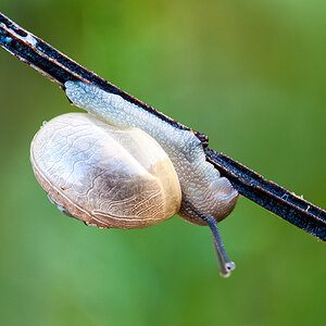 Schnecke