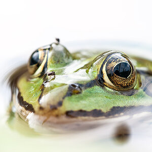 Frosch