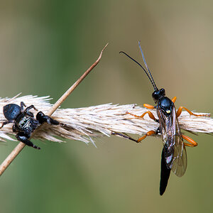 Springspinne und Flickenschlupfwespe