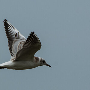 20120803 Usedom DSC 4414