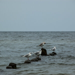 20120803 Usedom DSC 4418