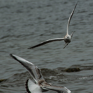 20120803 Usedom DSC 4436