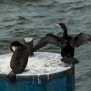 20120803 Usedom DSC 4512